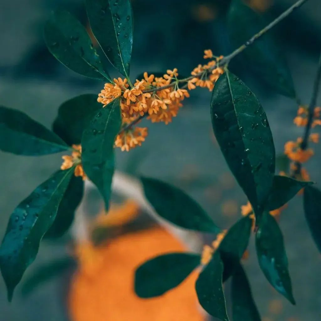 壁纸 | 桂花香