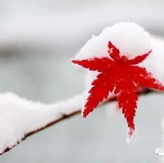 小雪节气最美古诗十首！