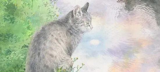 画里有猫和植物，真的好治愈