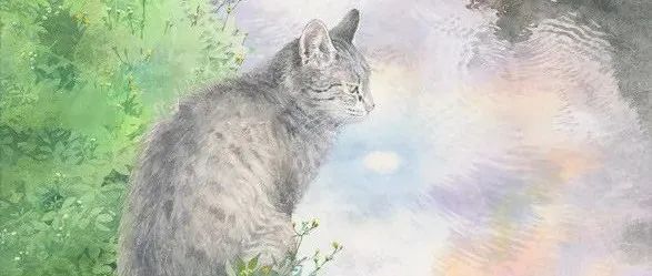 画里有猫和植物，真的好治愈