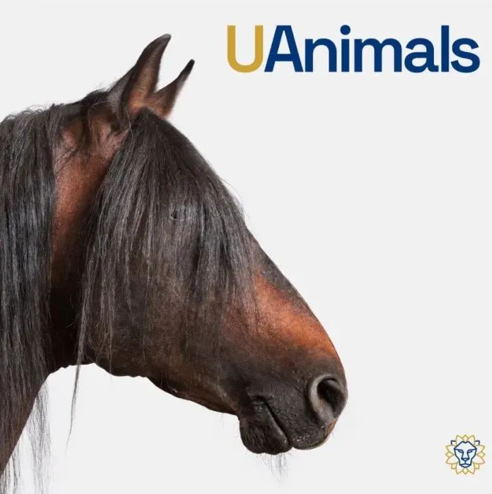乌克兰UAnimals动物救助基金会启用新LOGO