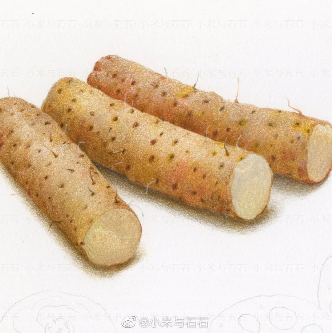 彩铅手绘-铁棍山药作者：小米与石石绘画作品欣赏