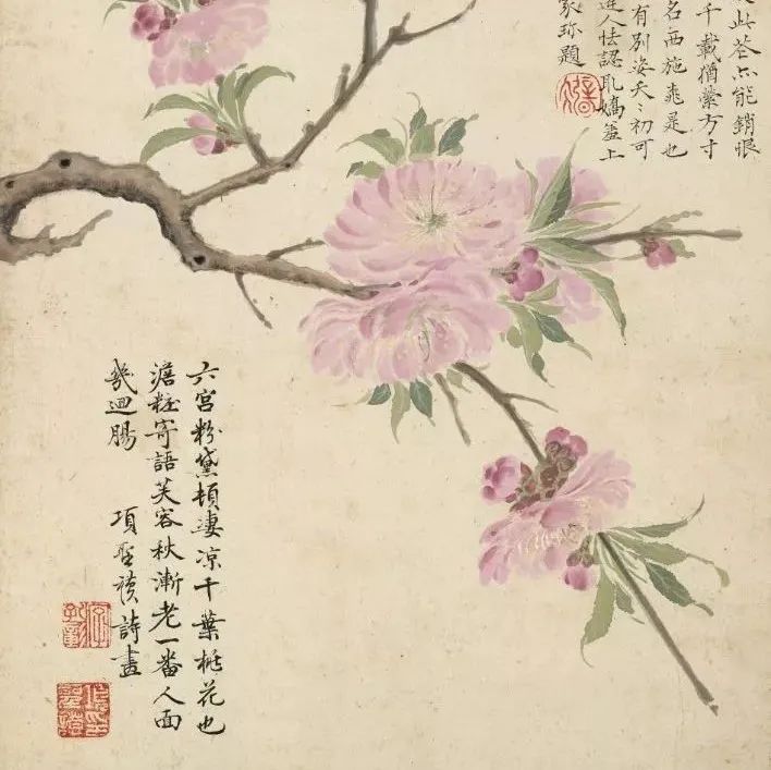 品画｜项圣谟《花卉册》：清雅细致，放大看更精彩！