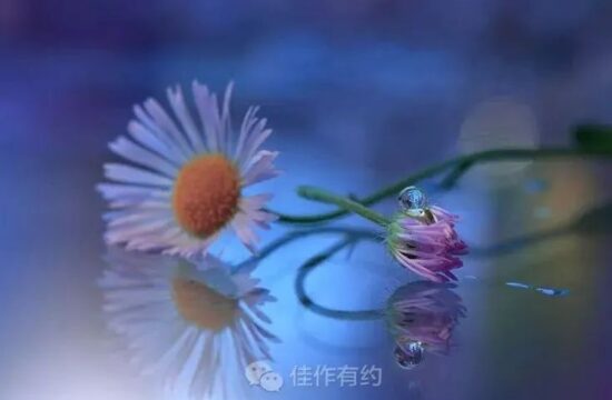 醉里梦花