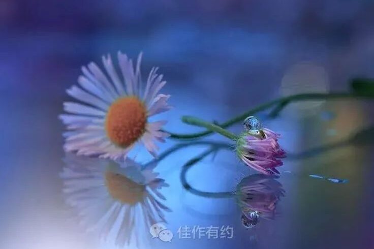 醉里梦花