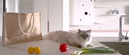视频|两人四猫的神仙生活，原来一位合格铲屎官的家长这样