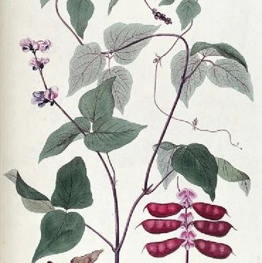 尼古拉斯·约瑟夫·冯·雅克恩的植物图谱
