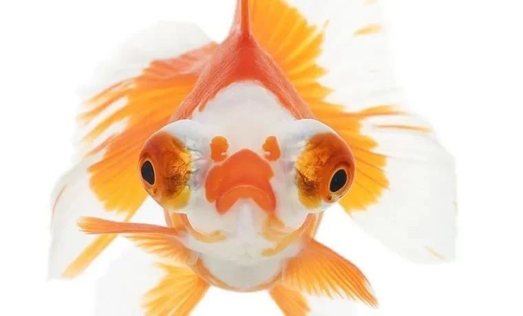 金鱼的证件照，你见过吗？丑萌丑萌的