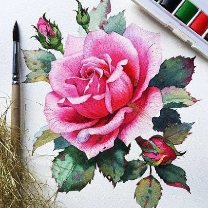 水彩玫瑰  |  Samira Yanushkova绘画作品