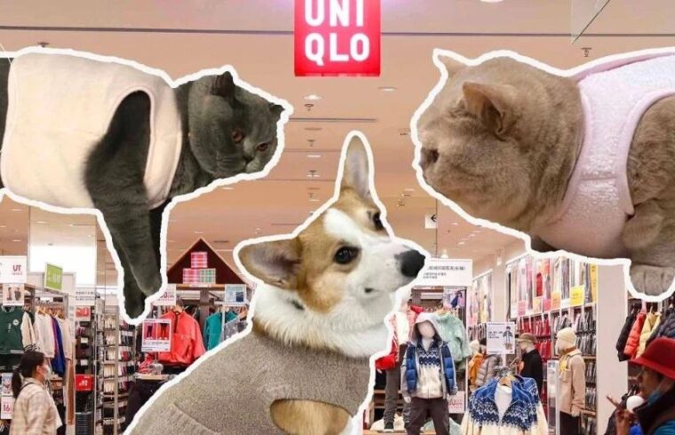 优衣库童装区，宠物的时装乐园
