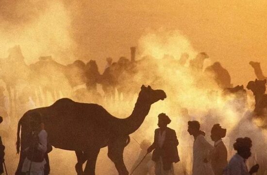 【柒摄影--官方团】北印度骆驼节+排灯节摄影团