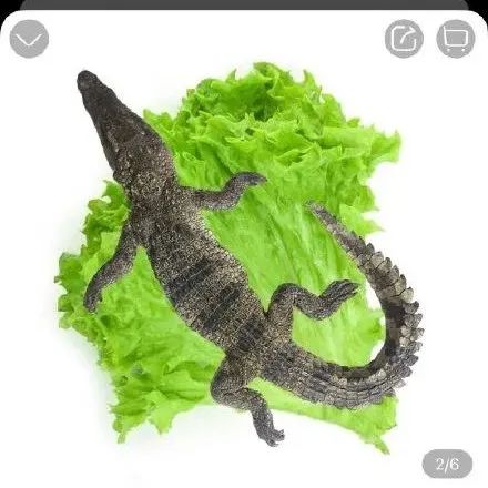盒马年货离谱了吧！！！整条鳄鱼整头猪卖？！网友：是不是活的！
