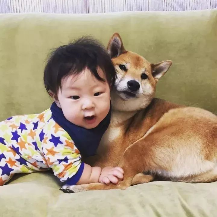 日本&quot;柴犬保姆&quot;走红，每天沉迷带娃和小主人亲如兄弟，看完想养狗了！