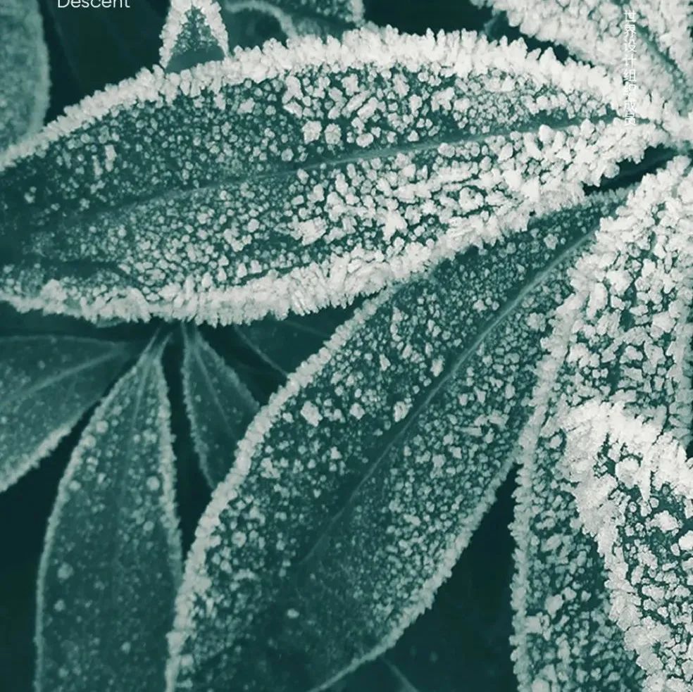 霜降 | 恍然暮秋至，静候冬日来