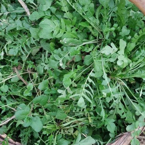 没抢到菜？送你一部“野菜大图鉴”，轻松识别18种野菜