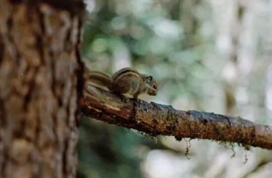雨崩村 | 炮塔400拍摄