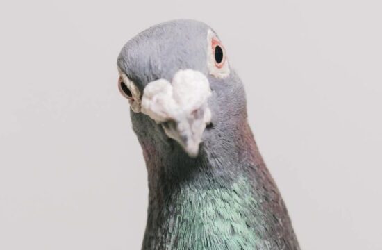 鸽子