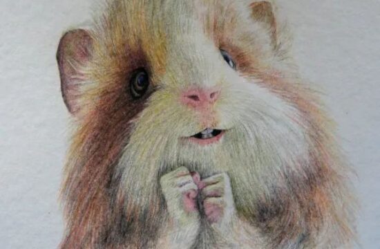 谷少将彩铅画绘画作品欣赏