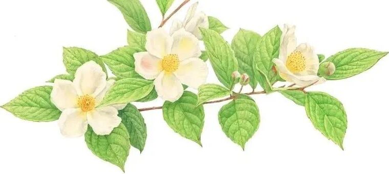 栩栩如生的植物绘画