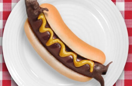 无处不在的动物：章鱼伞和木棍狗，脑洞大到离谱