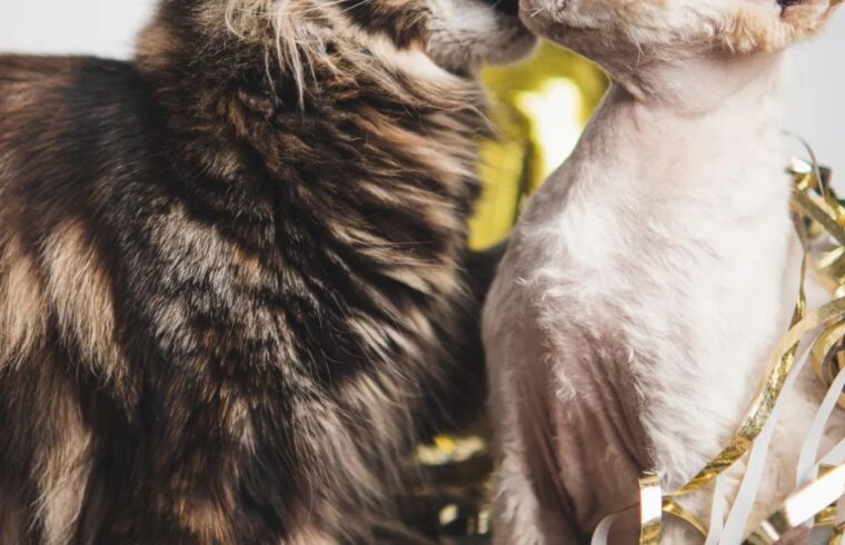 有爱的猫咪LOGO设计教程